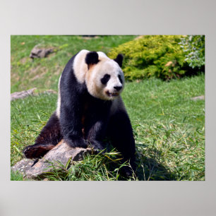 Giant panda sitta på en sten poster