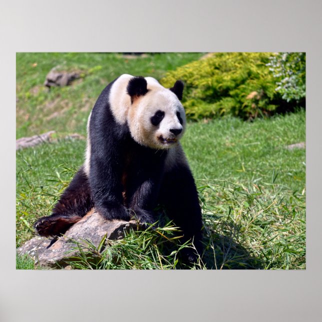 Giant panda sitta på en sten poster (Framsidan)