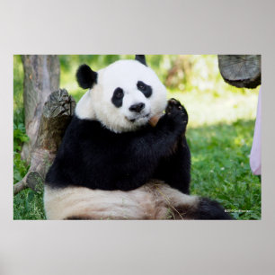 Giant Panda Sitta Poster