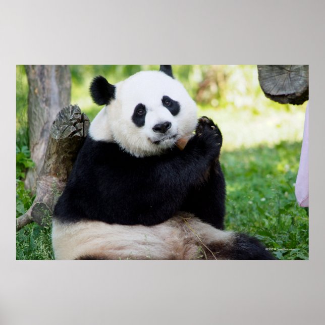 Giant Panda Sitta Poster (Framsidan)