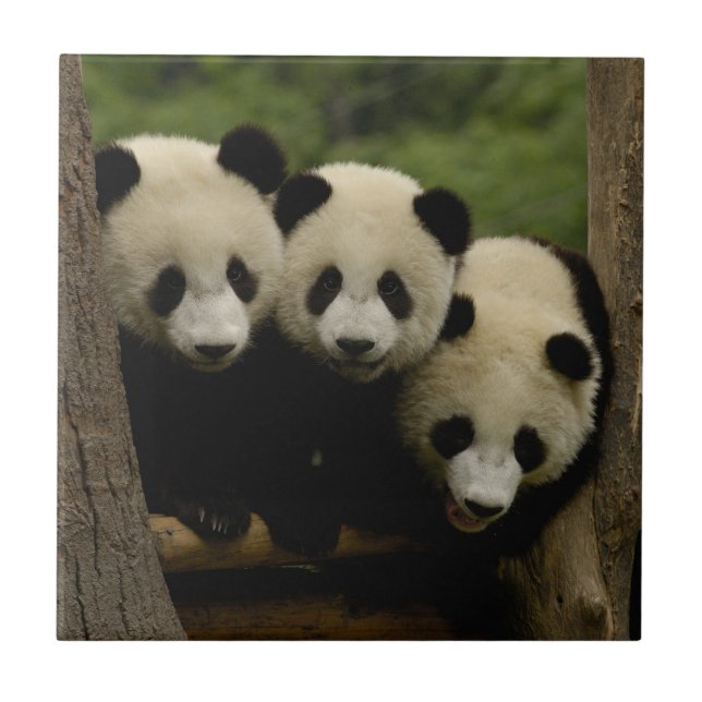 Giant panda spädbarn Ailuropoda melanoleuca) Kakelplatta (Framsidan)
