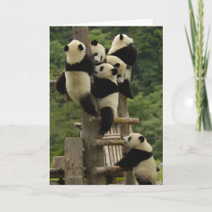 Giant panda spädbarn Ailuropoda melanoleuca) Kort