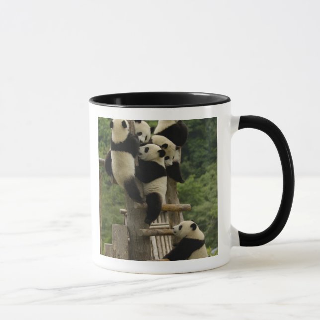 Giant panda spädbarn Ailuropoda melanoleuca) Mugg (Höger)