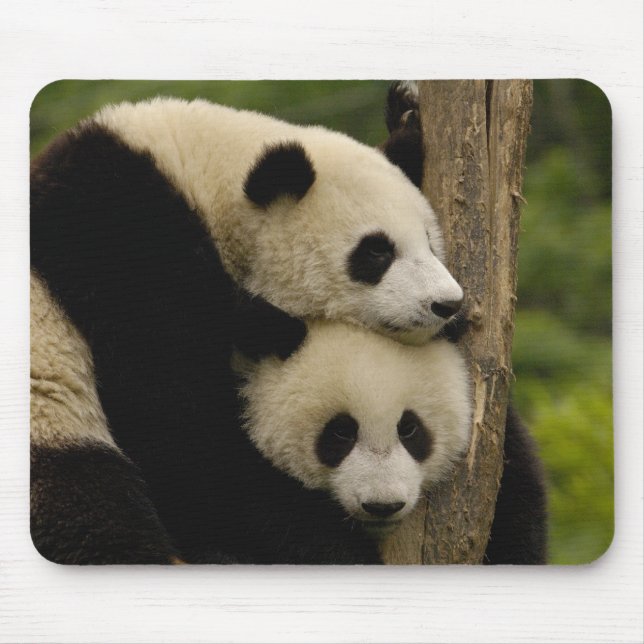 Giant panda spädbarn Ailuropoda melanoleuca) Musmatta (Framsidan)