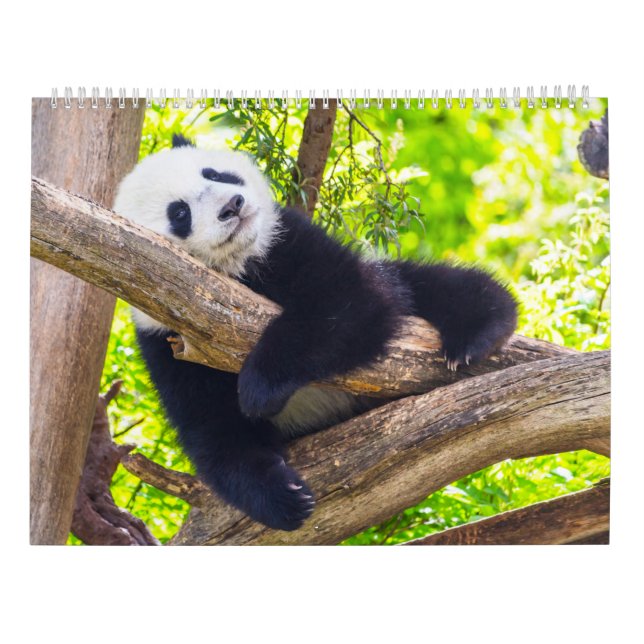 Giant panda spädbarn kalender (Baksida)
