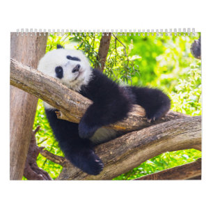 Giant panda spädbarn kalender