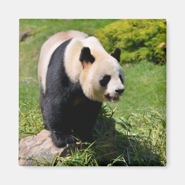 Giant panda står på en sten magnet (Framsidan)