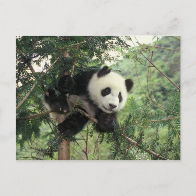 Giant Panda unge klättrar a träd, Wolong Valley, Vykort (Framsida)