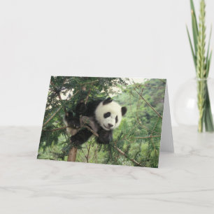 Giant Panda unge klättrar i träd, Wolong Valley. Kort