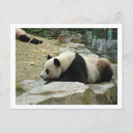 Giant panda vykort