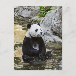 Giant Panda Vykort