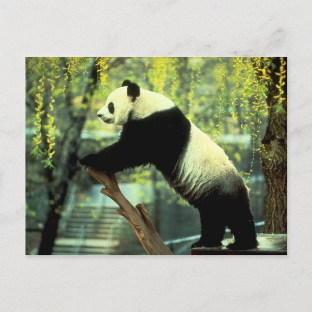 Giant Panda Yoga Stretch Vykort (Framsida)