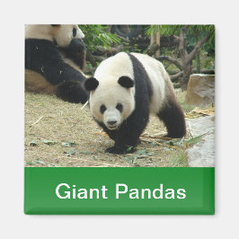 Giant pandas magnet