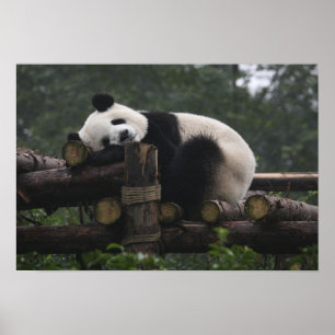 Giant pandas vid Giant Panda Protection & 3 Poster