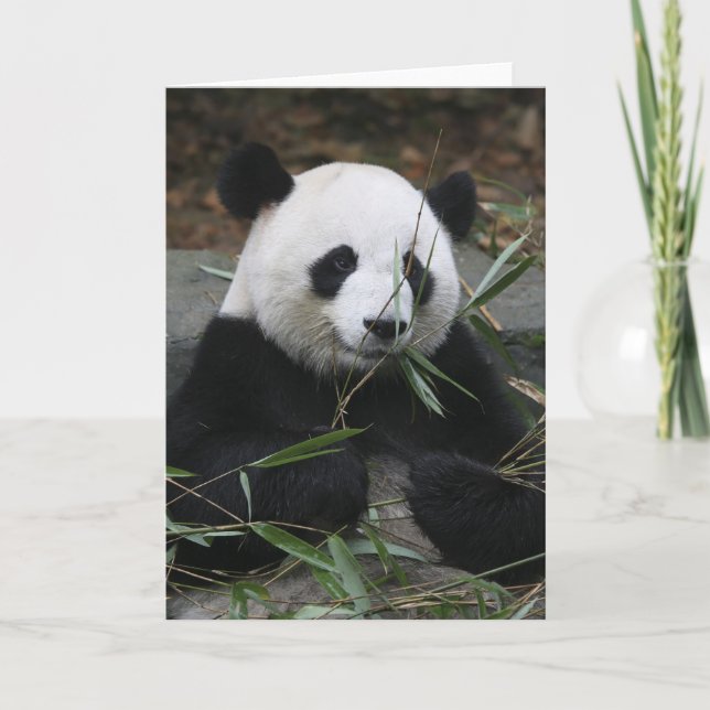 Giant pandas vid Giant Panda Protection & Kort (Framsida)
