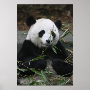 Giant pandas vid Giant Panda Protection & Poster