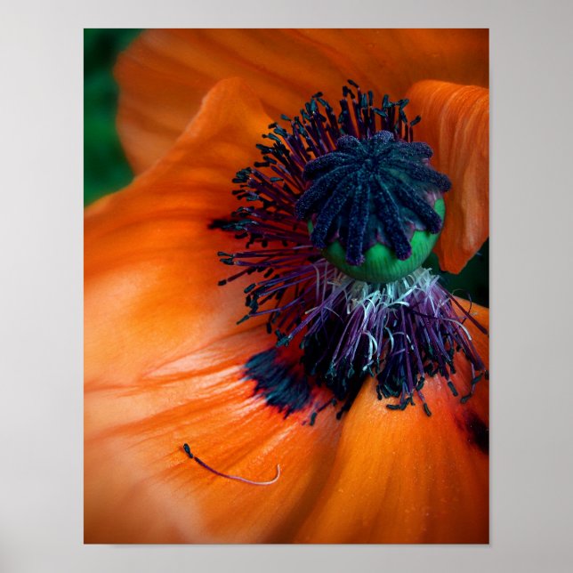 Giant Poppy Flower Poster (Framsidan)