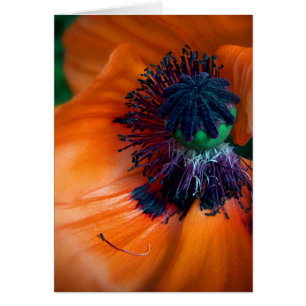 Giant Poppy Hälsningskort