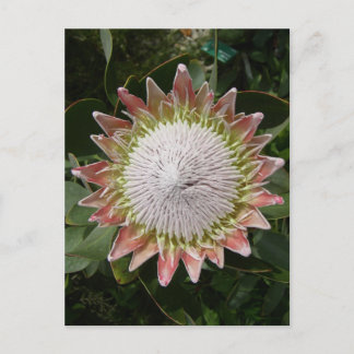 Giant Protea Flower. Vykort