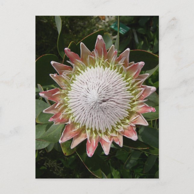 Giant Protea Flower. Vykort (Framsida)