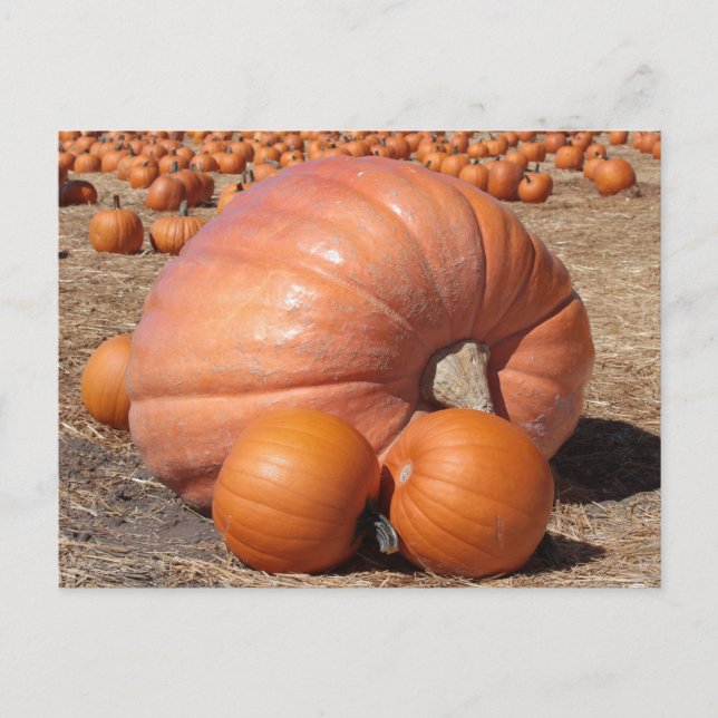 Giant Pumpkin-vykort Vykort (Framsida)