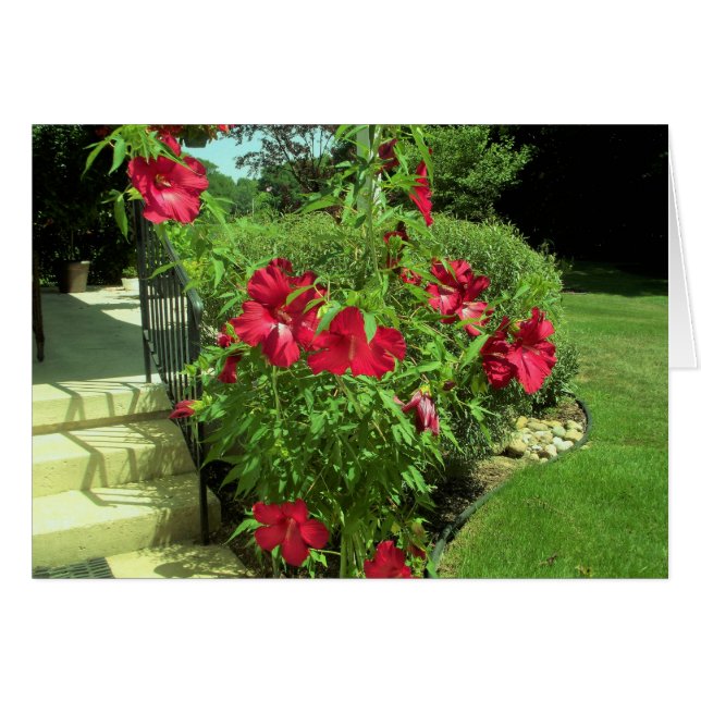 Giant Red Hibiscus Hälsningskort (Framsidan Horizontal)