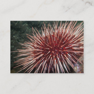 Giant Red Sea Urchin - Affärskort Visitkort