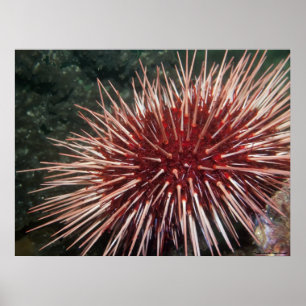 Giant Red Sea Urchin - finkonst utskrift Poster