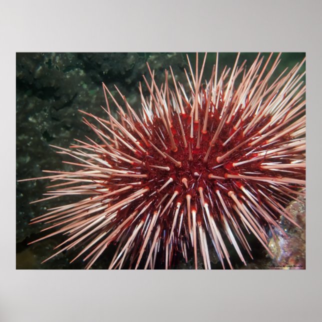 Giant Red Sea Urchin - finkonst utskrift Poster (Framsidan)
