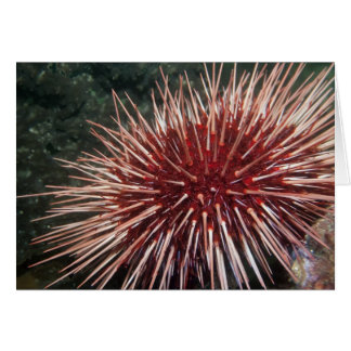 Giant Red Sea Urchin - kort