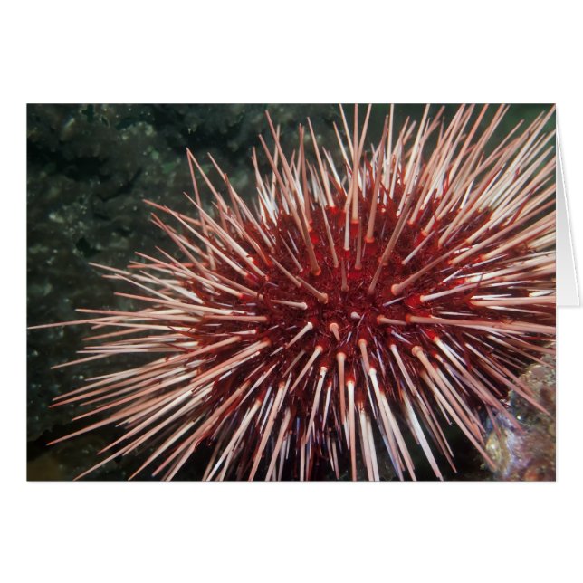 Giant Red Sea Urchin - kort (Framsidan Horizontal)