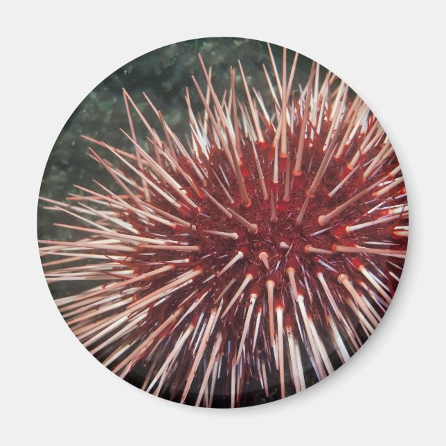Giant Red Sea Urchin - Magnet (Framsidan)