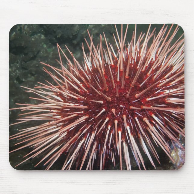 Giant Red Sea Urchin - Mousepad Musmatta (Framsidan)