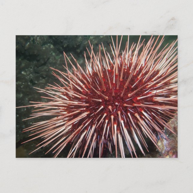 Giant Red Sea Urchin - vykort (Framsida)