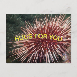 Giant Red Sea Urchin - vykort