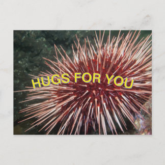 Giant Red Sea Urchin - vykort