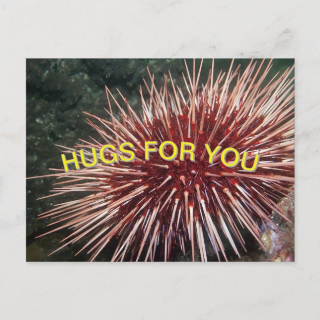 Giant Red Sea Urchin - vykort (Framsida)