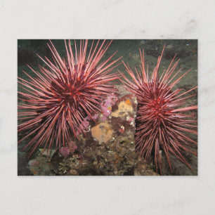 Giant Red Sea Urchins-vykort Vykort
