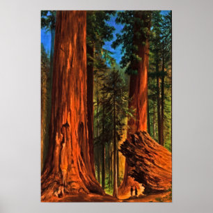 Giant Redwood Forest Träd Yosemite Valley Cali Poster