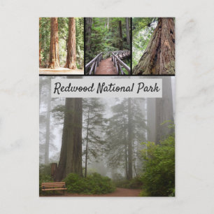 Giant Redwood nationalpark Sequoia Träd Vykort