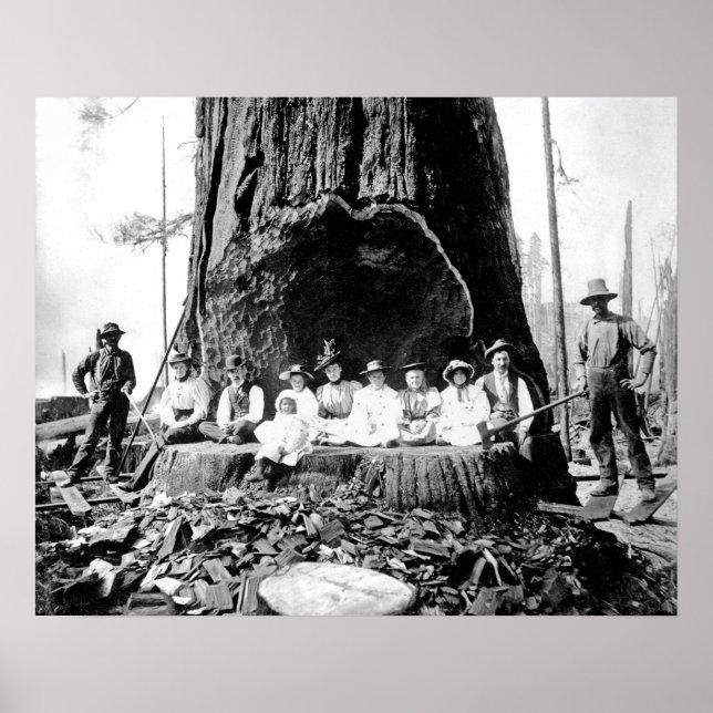 GIANT REDWOOD på SÖNDAG c. 1890 Poster (Framsidan)