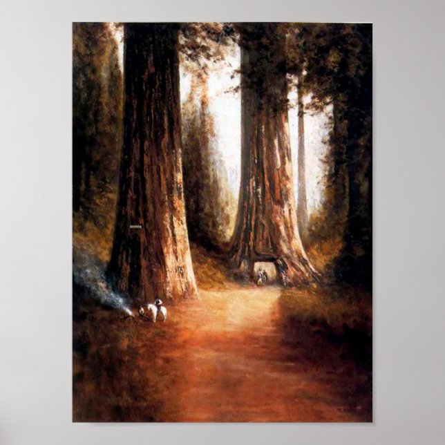Giant Redwood Poster (Framsidan)