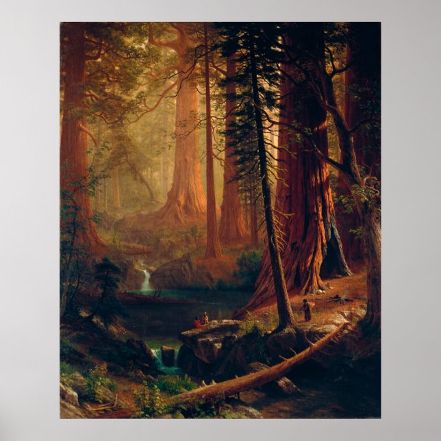 Giant Redwood Träd i Kalifornien av A. Bierstadt Poster (Framsidan)