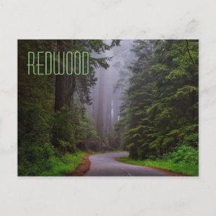 Giant Redwood Träd, Redwood National/State Parker Vykort