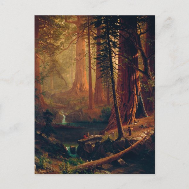 Giant Redwood Trees of California by A. Bierstadt Vykort (Framsida)