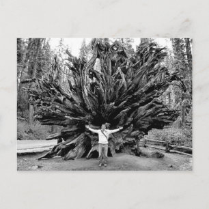 Giant Redwood - vykort