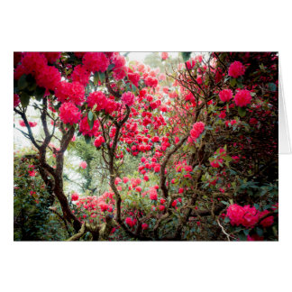 Giant Rhododendron Hälsningskort