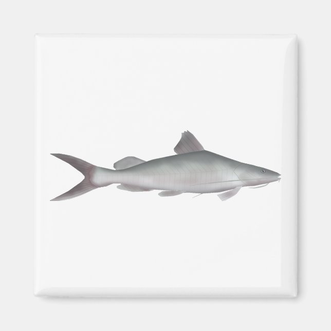 Giant River-catfish Magnet (Framsidan)