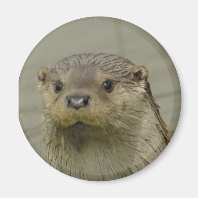 Giant River Otter Magnet (Framsidan)