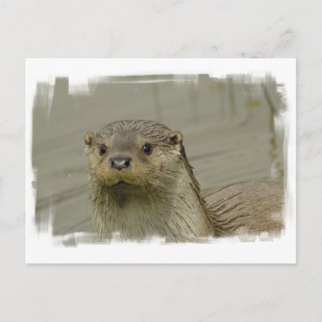 Giant River Otter Postcard Vykort (Framsida)